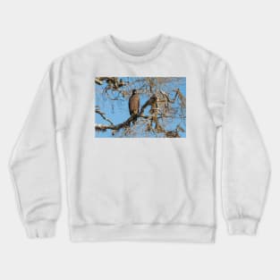 Crested Serpent eagle sitting on tree, looking at camera, Sri Lanka Crewneck Sweatshirt